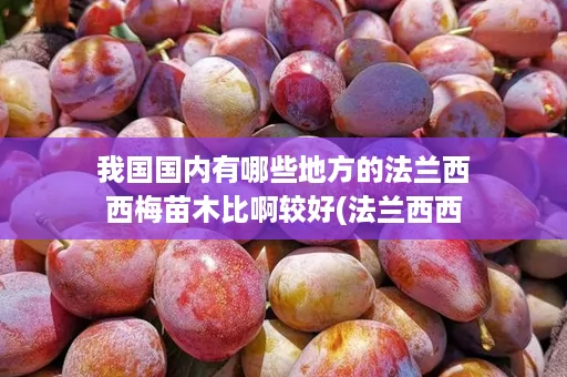 我国国内有哪些地方的法兰西西梅苗木比啊较好(法兰西西梅树苗价格)