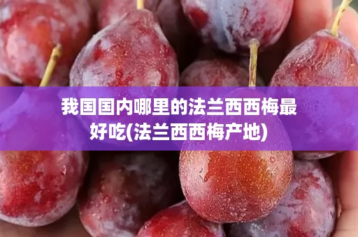 我国国内哪里的法兰西西梅最好吃(法兰西西梅产地)