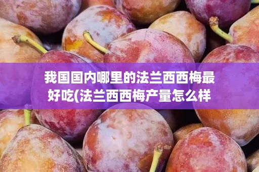 我国国内哪里的法兰西西梅最好吃(法兰西西梅产量怎么样)