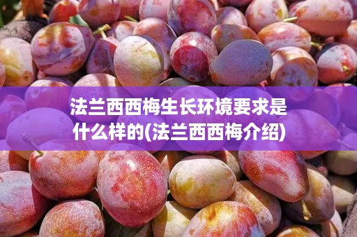法兰西西梅生长环境要求是什么样的(法兰西西梅介绍)