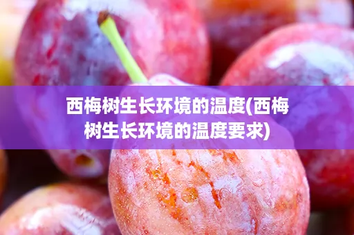 西梅树生长环境的温度(西梅树生长环境的温度要求)