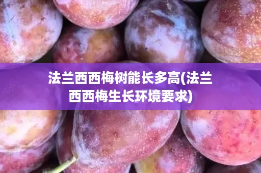 法兰西西梅树能长多高(法兰西西梅生长环境要求)
