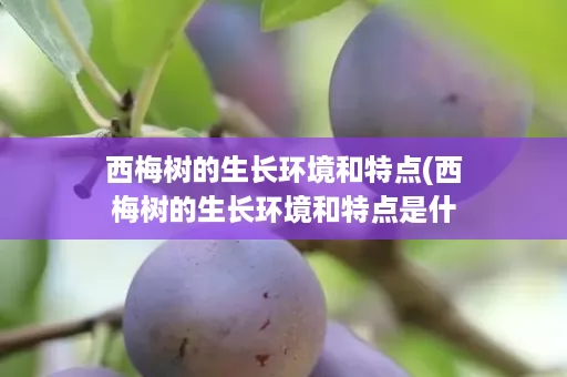 西梅树的生长环境和特点(西梅树的生长环境和特点是什么) 西梅树的生长环境和特点(西梅树的生长环境和特点是什么)