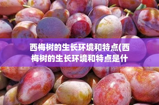 西梅树的生长环境和特点(西梅树的生长环境和特点是什么) 西梅树的生长环境和特点(西梅树的生长环境和特点是什么)