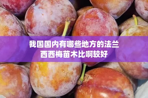 我国国内有哪些地方的法兰西西梅苗木比啊较好