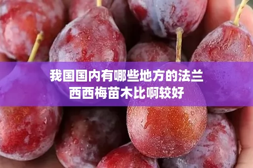 我国国内有哪些地方的法兰西西梅苗木比啊较好
