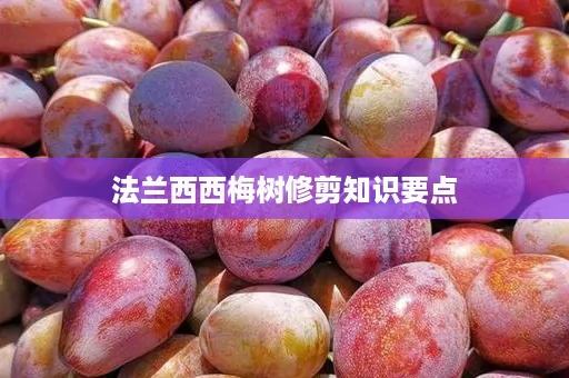 法兰西西梅树修剪知识要点 法兰西西梅树修剪知识要点