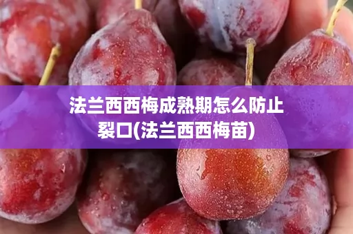法兰西西梅成熟期怎么防止裂口(法兰西西梅苗) 法兰西西梅成熟期怎么防止裂口(法兰西西梅苗)