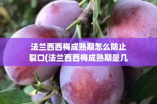 法兰西西梅成熟期怎么防止裂口(法兰西西梅成熟期是几月) 法兰西西梅成熟期怎么防止裂口(法兰西西梅成熟期是几月)