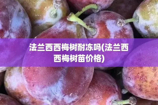 法兰西西梅树耐冻吗(法兰西西梅树苗价格)