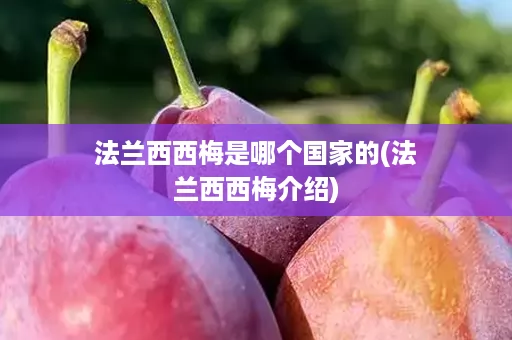 法兰西西梅是哪个国家的(法兰西西梅介绍)