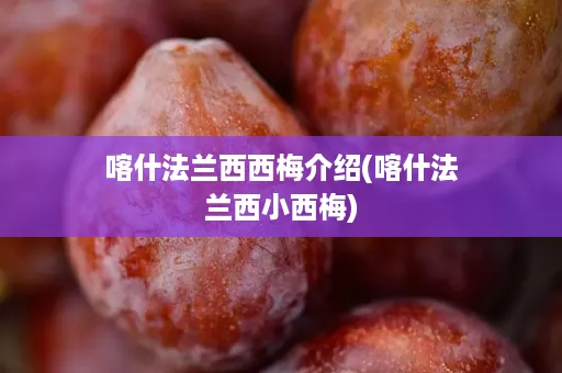 喀什法兰西西梅介绍(喀什法兰西小西梅) 喀什法兰西西梅介绍(喀什法兰西小西梅)