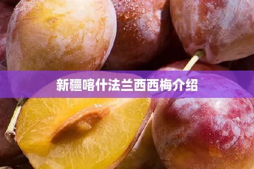 新疆喀什法兰西西梅介绍