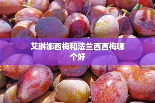 艾琳娜西梅和法兰西西梅哪个好