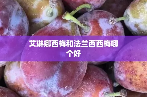 艾琳娜西梅和法兰西西梅哪个好