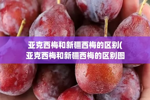 亚克西梅和新疆西梅的区别(亚克西梅和新疆西梅的区别图片) 亚克西梅和新疆西梅的区别(亚克西梅和新疆西梅的区别图片)