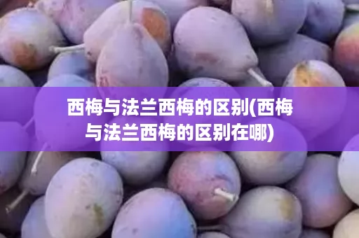 西梅与法兰西梅的区别(西梅与法兰西梅的区别在哪)