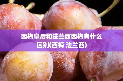 西梅皇后和法兰西西梅有什么区别(西梅 法兰西) 西梅皇后和法兰西西梅有什么区别(西梅 法兰西)