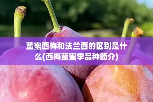 蓝蜜西梅和法兰西的区别是什么(西梅蓝蜜李品种简介)