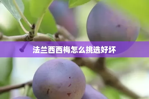 法兰西西梅怎么挑选好坏