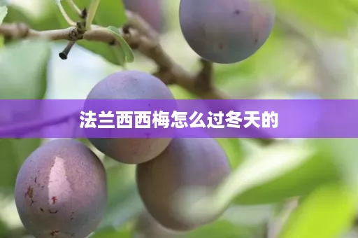 法兰西西梅怎么过冬天的