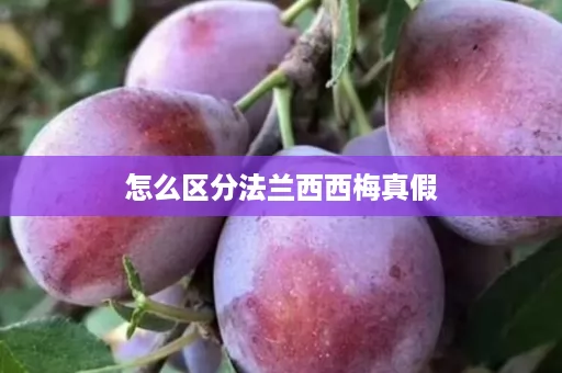 怎么区分法兰西西梅真假