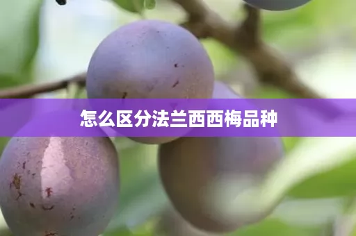 怎么区分法兰西西梅品种