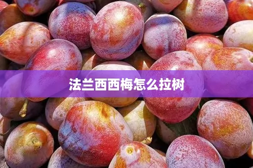 法兰西西梅怎么拉树