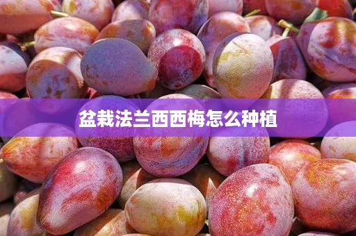 盆栽法兰西西梅怎么种植