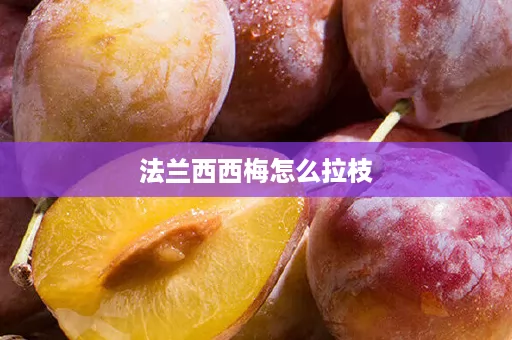 法兰西西梅怎么拉枝