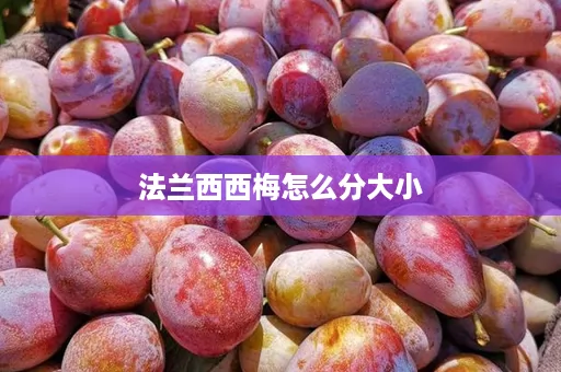 法兰西西梅怎么分大小