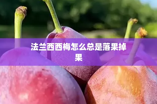 法兰西西梅怎么总是落果掉果