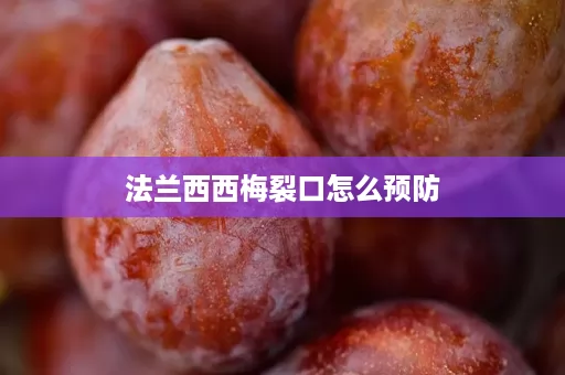 法兰西西梅裂口怎么预防