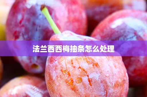 法兰西西梅抽条怎么处理