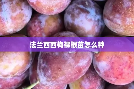 法兰西西梅裸根苗怎么种