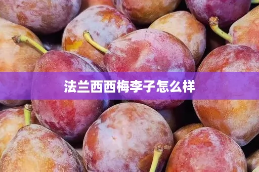 法兰西西梅李子怎么样