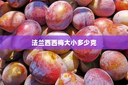 法兰西西梅大小多少克