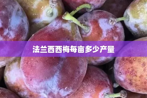 法兰西西梅每亩多少产量