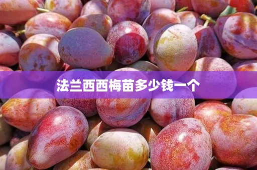法兰西西梅苗多少钱一个