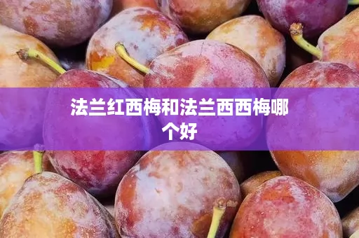 法兰红西梅和法兰西西梅哪个好