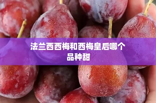 法兰西西梅和西梅皇后哪个品种甜