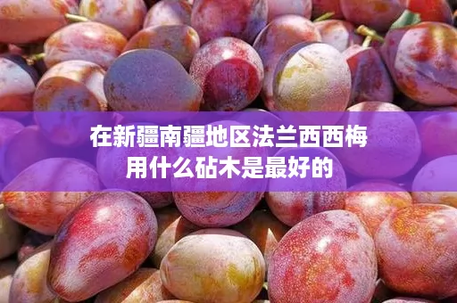 在新疆南疆地区法兰西西梅用什么砧木是最好的