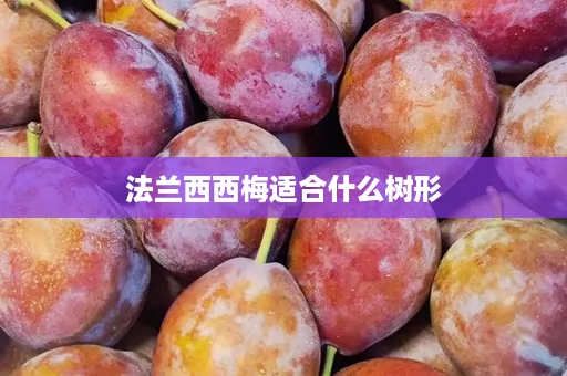 法兰西西梅适合什么树形