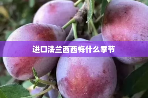进口法兰西西梅什么季节