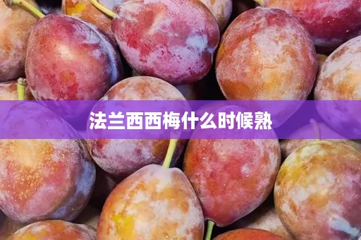 法兰西西梅什么时候熟 法兰西西梅什么时候熟