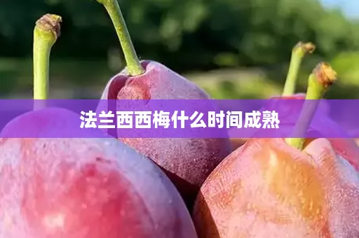 法兰西西梅什么时间成熟