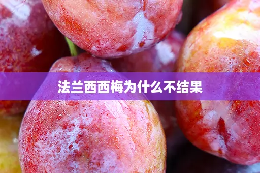 法兰西西梅为什么不结果 法兰西西梅为什么不结果