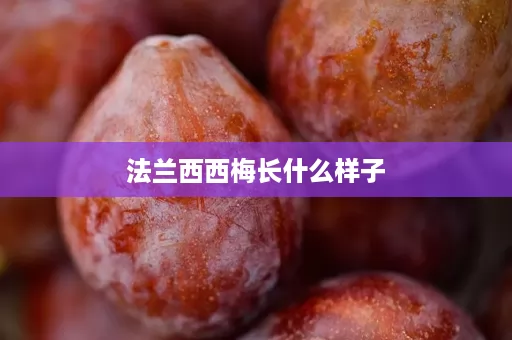 法兰西西梅长什么样子 法兰西西梅长什么样子