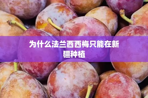 为什么法兰西西梅只能在新疆种植