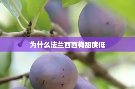 为什么法兰西西梅甜度低 为什么法兰西西梅甜度低